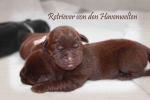 Retriever von den Havenwelten Teaser Retriever von den Havenwelten