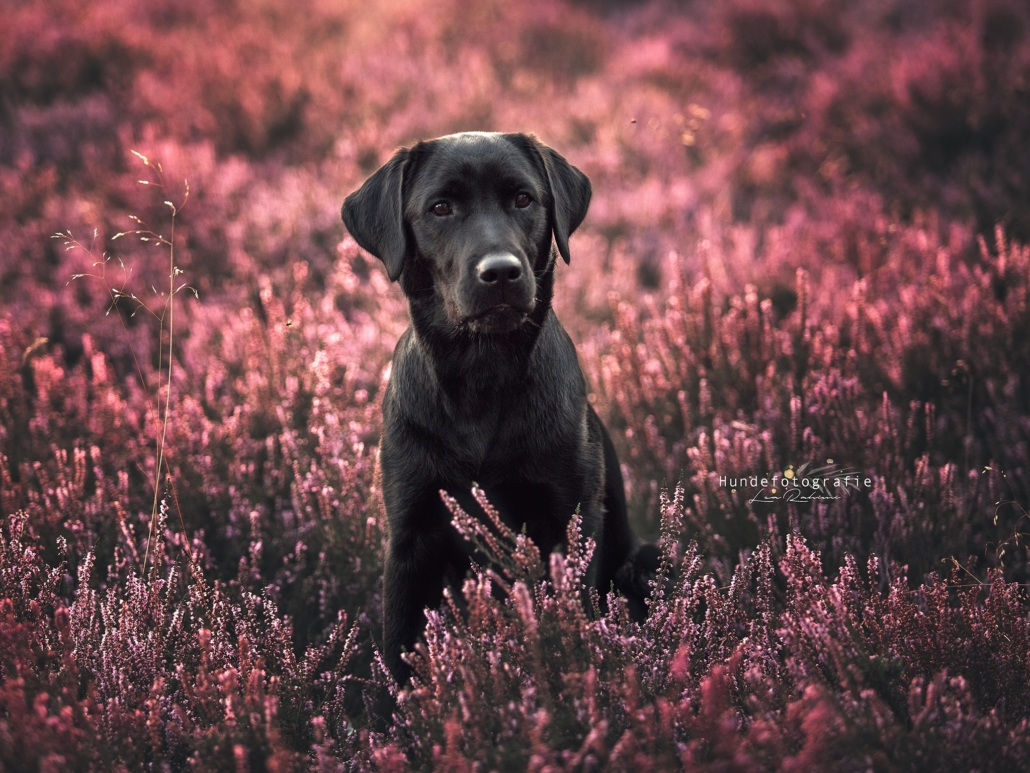 Amie