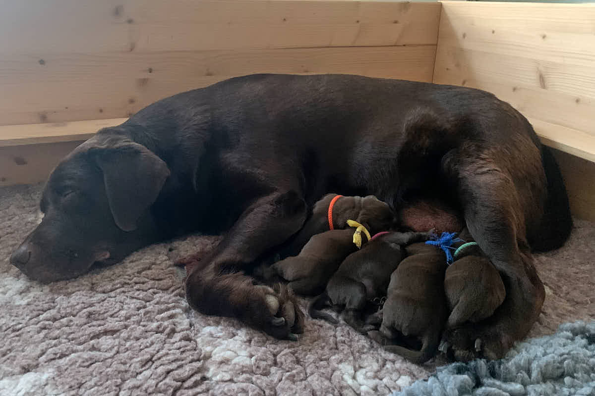 Labrador H-Wurf, Woche 1-3