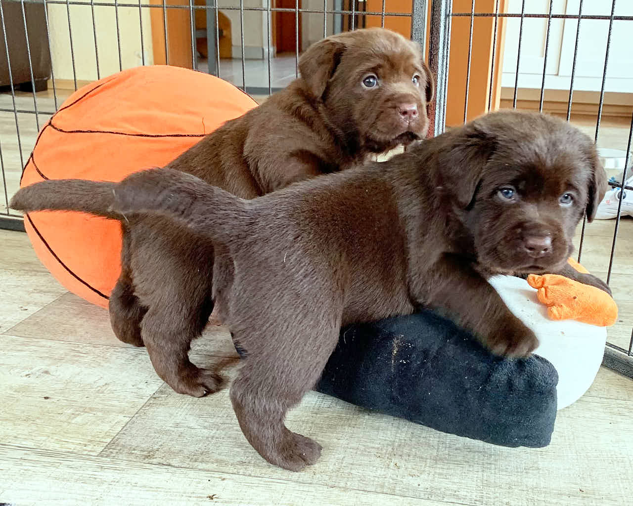 Labrador H-Wurf, Woche 4-5